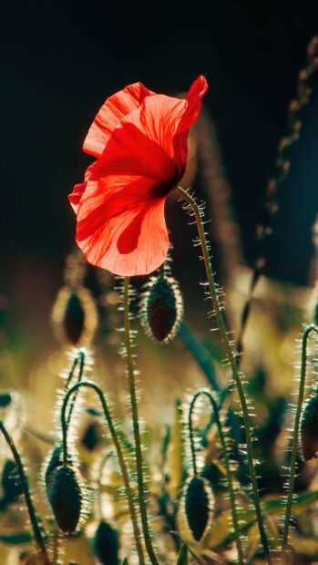 Close up of poppy flower blooming in soft sunlight with blurred background