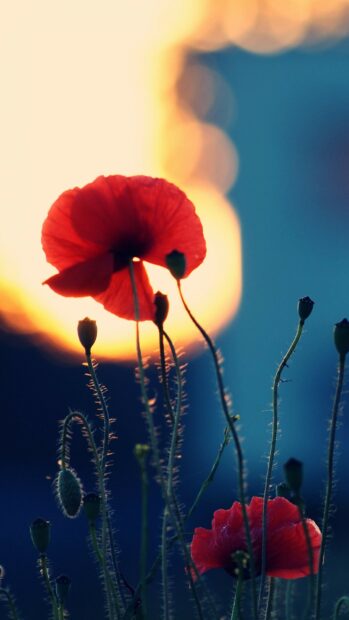Red poppy flower with stems illuminated by sunset light