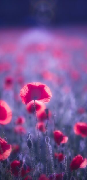 Vibrant poppy flower standing tall in a dreamy field filled with soft purple hues