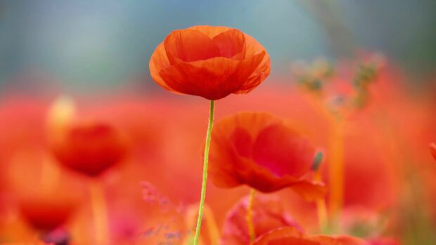 A close up of a vibrant poppy flower in a blooming field of poppy flowers