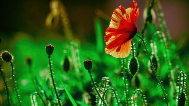 A red poppy flower blooming in a green field under soft sunlight