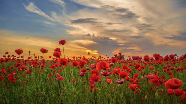 A vast field of poppy flowers during sunset with dramatic clouds in the sky