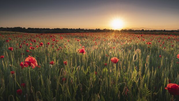 A vast field of poppy flowers glowing under a setting sun
