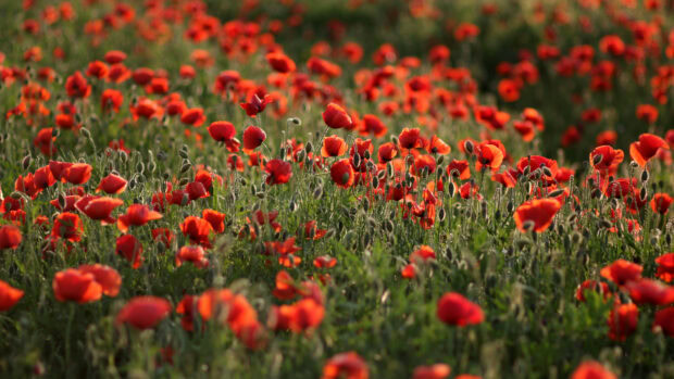 A vibrant field of poppy flowers blooming under natural sunlight in a green meadow (1)