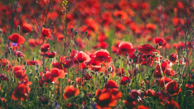 A vibrant field of poppy flowers blooming under natural sunlight in a green meadow