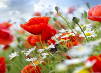 A vibrant red poppy flower surrounded by white daisies under a bright sky