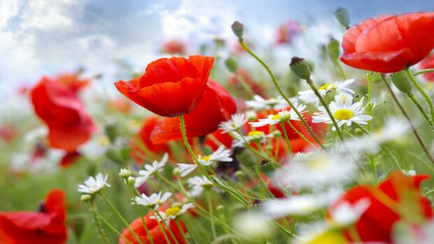 A vibrant red poppy flower surrounded by white daisies under a bright sky