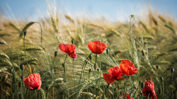 Red poppy flower plants growing in a wheat field under clear blue sky