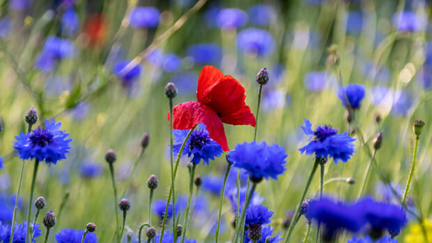 A bright red poppy flower standing among blue wildflowers in a green field