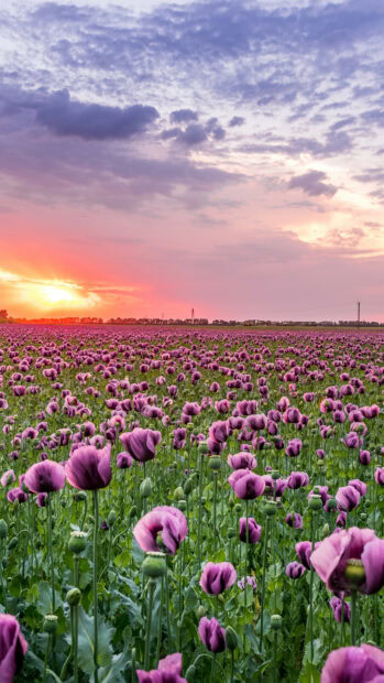 A vast field of poppy flowers blooming under a colorful sunset sky