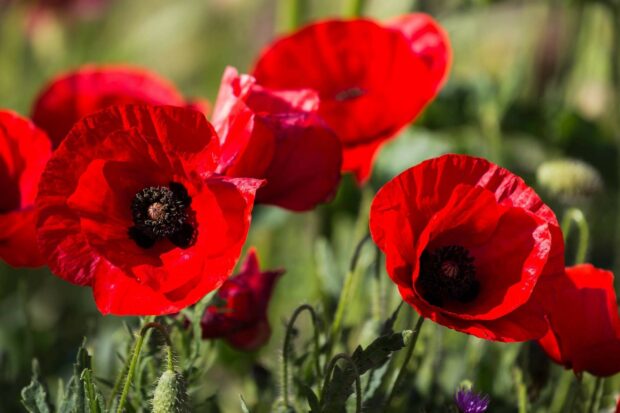 Bright red poppy flower blooming in a green field with detailed petals and dark center
