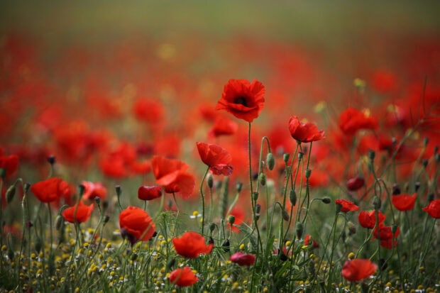 A field of poppy flowers blooming in a natural green meadow