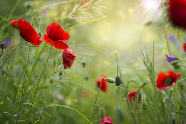 Red poppy flower blooming in a green field under sunlight