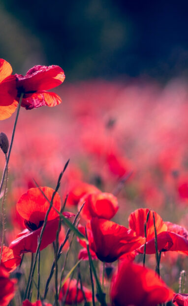 A close up of red poppy flowers in a vibrant field under natural light