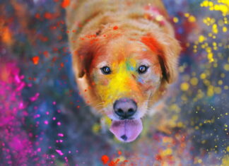 A dog covered in colorful powder looking up with bright powder colors around