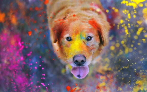 A dog covered in colorful powder looking up with bright powder colors around