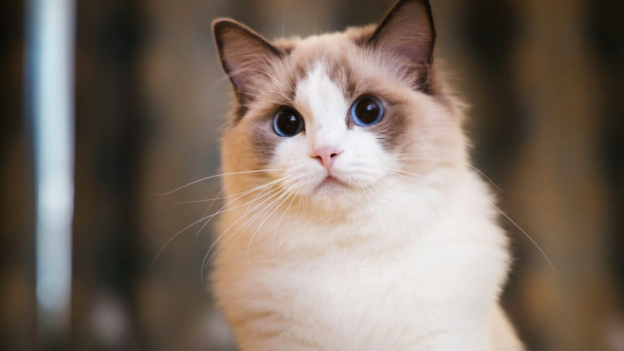 Ragdoll Wallpapers - PixelsTalk