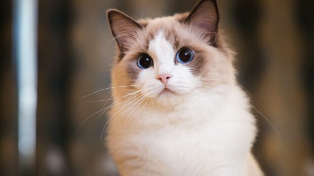 A close up of a Ragdoll with blue eyes and creamy white fur looking curiously at the camera