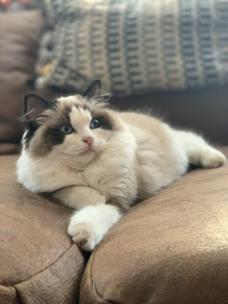 Fluffy ragdoll cat resting comfortably on a brown leather couch looking curious