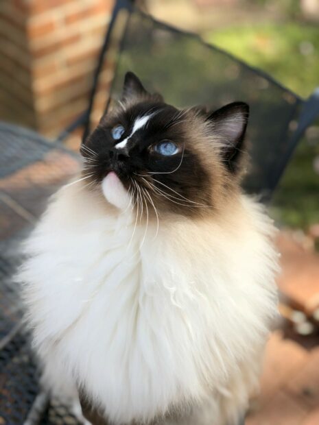 A fluffy ragdoll cat with striking blue eyes looking upwards outdoors