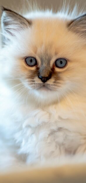 Close up of a ragdoll cat with blue eyes and fluffy fur