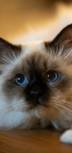 Close up of ragdoll cat with bright blue eyes lying on wooden floor
