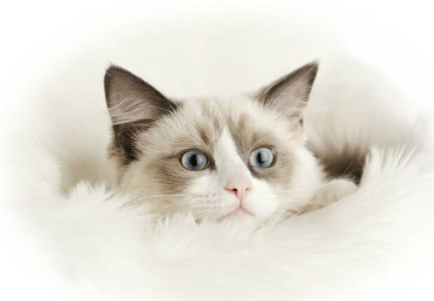 A close up of a ragdoll cat with blue eyes resting on a soft white surface