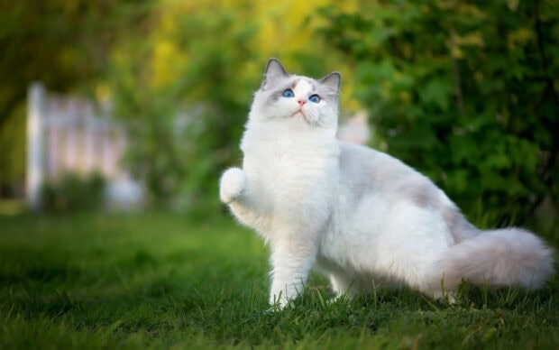 Fluffy ragdoll cat with blue eyes standing on green grass outside
