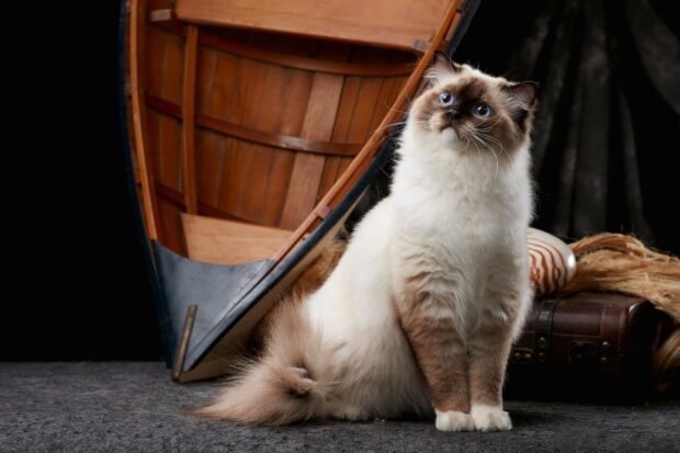 A fluffy ragdoll cat with blue eyes sitting near a wooden boat indoors