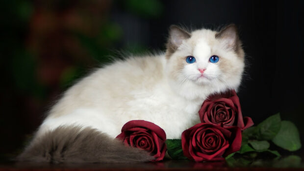 A fluffy ragdoll cat with striking blue eyes lying beside red roses on a dark background