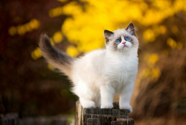 A fluffy ragdoll kitten with bright blue eyes standing on wooden posts in a natural setting