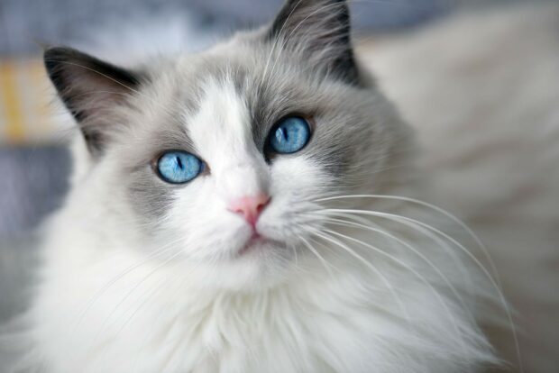 Close up of a ragdoll with blue eyes and soft white fur staring directly