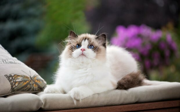 Fluffy ragdoll cat with blue eyes resting on a cushion outdoors surrounded by flowers