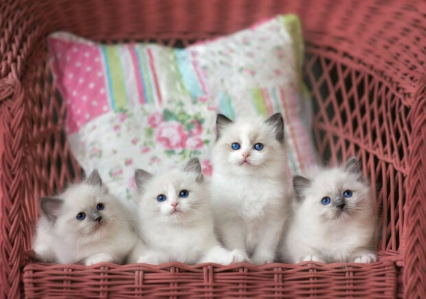 Four adorable ragdoll kittens with blue eyes sitting on a pink wicker chair