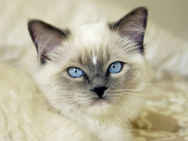 A close up of a Ragdoll cat with piercing blue eyes and soft fur