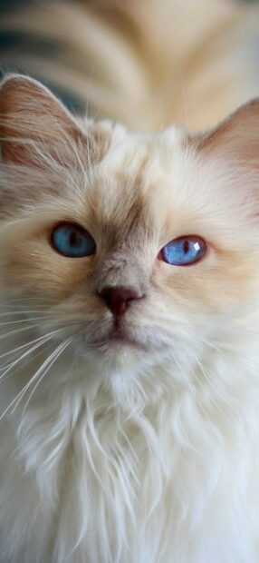Close up of a Ragdoll cat with blue eyes and fluffy white fur looking calm