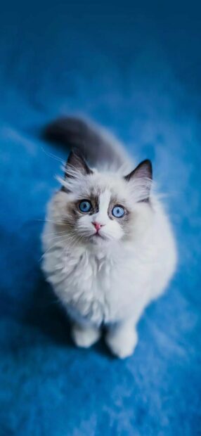 Fluffy ragdoll cat with bright blue eyes looking up on blue surface