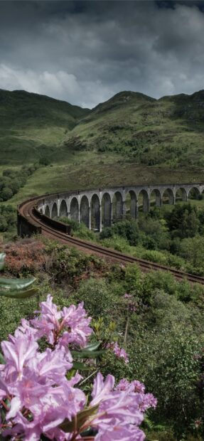 Pink flowers blooming near the iconic Scotland railway viaduct among green hills