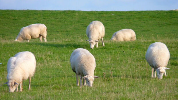 Sheep grazing peacefully on a green grassy field in a natural landscape