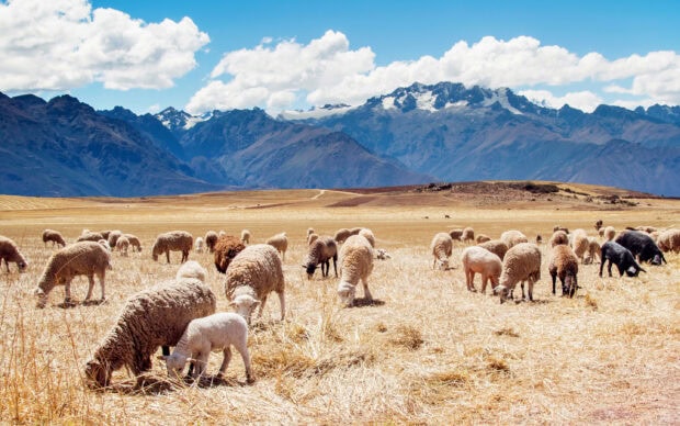 A flock of sheep grazing peacefully in a dry field with mountains in the background