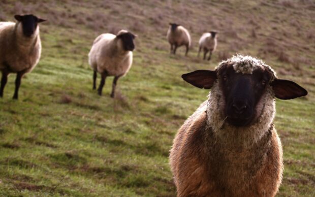 A close up of a sheep with dark face standing on a grassy field with other sheep in the background