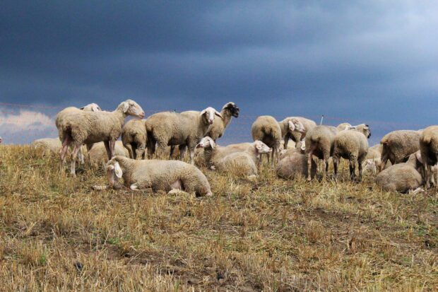 A flock of sheep resting and standing on a grassy hill with a dark cloudy sky