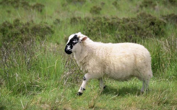 A sheep with black and white markings walking through green grass in a natural field