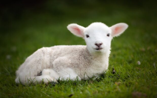 A young sheep resting on green grass in a peaceful outdoor setting