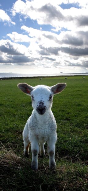 A young sheep standing on green grass under a cloudy sky on a farm field