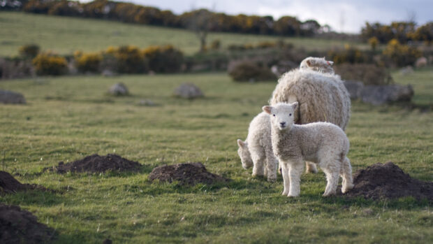 A group of sheep including a lamb standing on green grass in a rural field