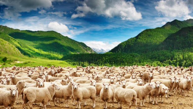 A large flock of sheep grazing in a green valley surrounded by mountains