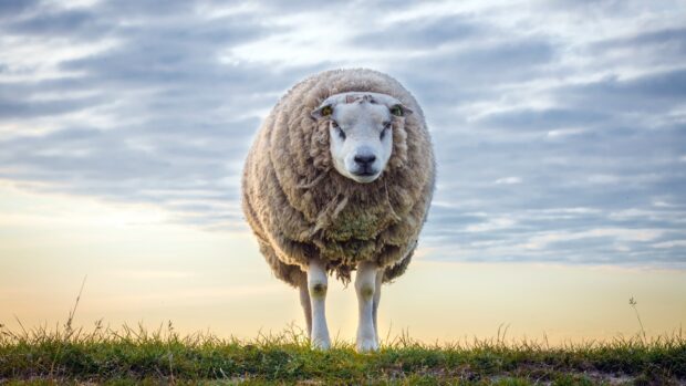 A single sheep standing on grass with a cloudy sky in the background