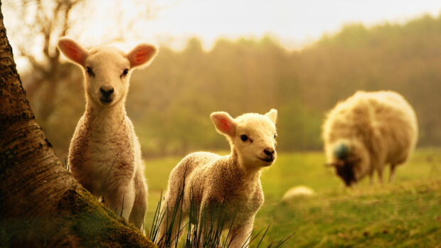 Two young sheep standing near a tree in a grassy field during golden hour