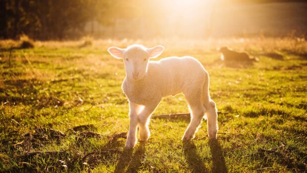 A lamb standing on green grass in the warm sunlight at sunset